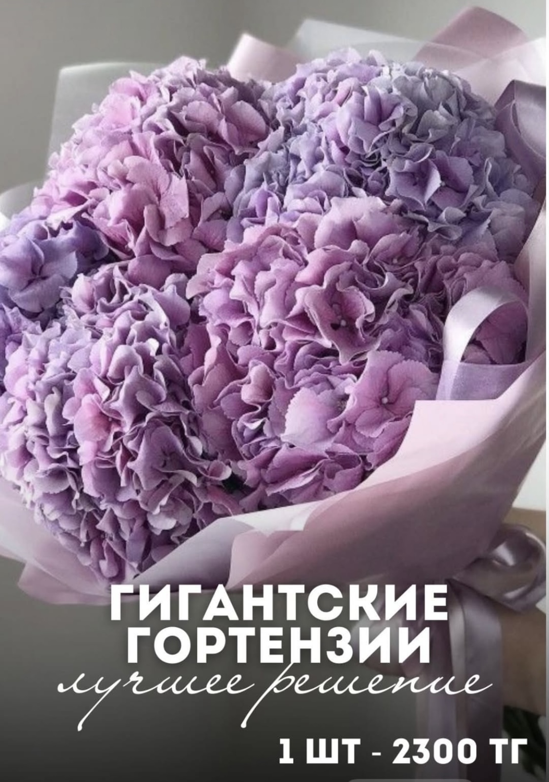 «Гигантские Гортензии» по штучно 